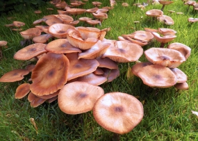 Crowded Mushrooms