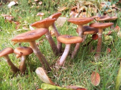 A Multi-Generational Dwelling of Mushrooms