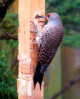 Red-Shafted Northern Flicker (female)