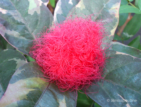 Wilted_Powder-Puff_Plant