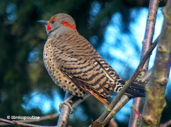 Red-Shafted Northern Flicker (male)