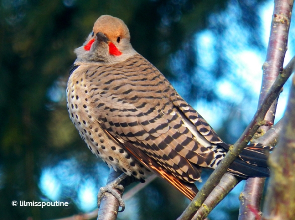 Red-Shafted-Northern-Flicker-stares-at-me-(male)