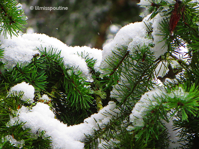 Snow-Covered Pine