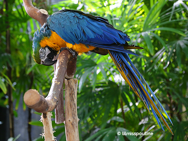 Art the Blue-and-Gold-Macaw