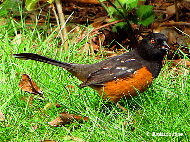 Spotted Towhee on Lawn