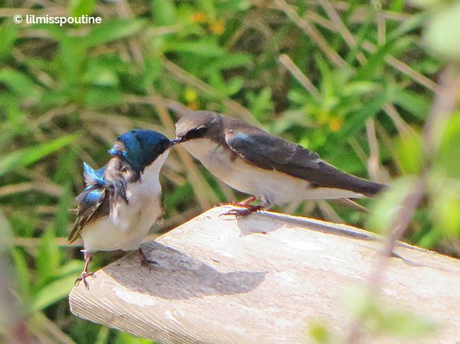 Tree Swallow Feed Session