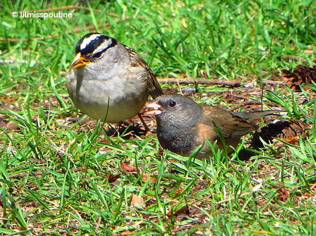 White-Crowned Sparrow with Dark-Eyed Junco