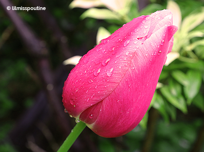Wet Pink Candy Tulip