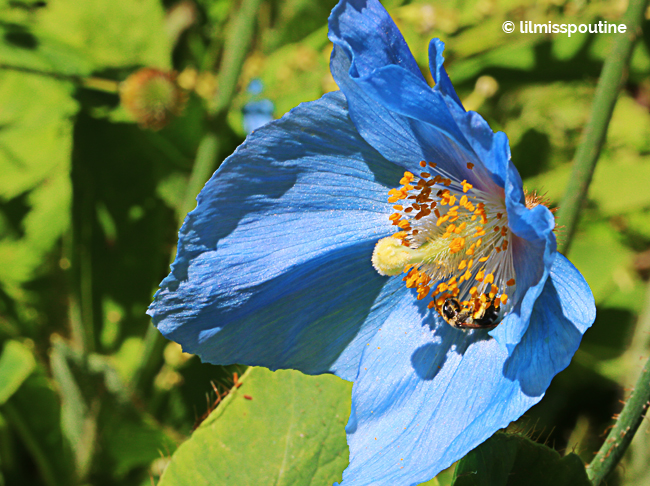 Himalayan Blue Poppy and Alfalfa Leafcutter Bee