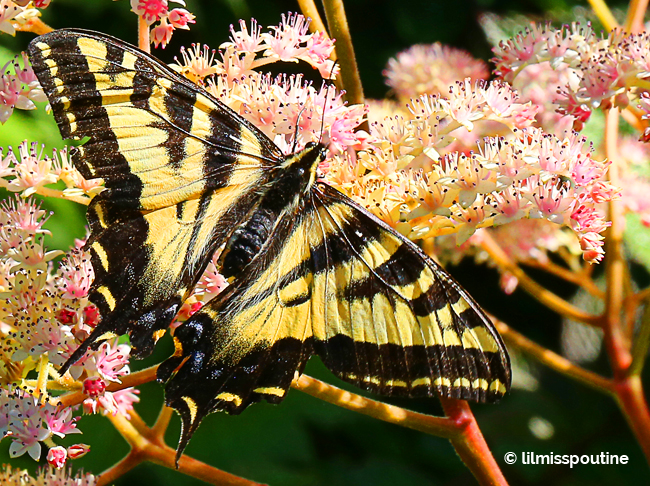 Western Tiger Swallowtail Butterfly 1