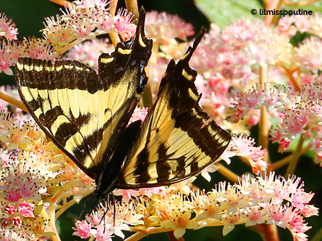 Western Tiger Swallowtail Butterfly 3