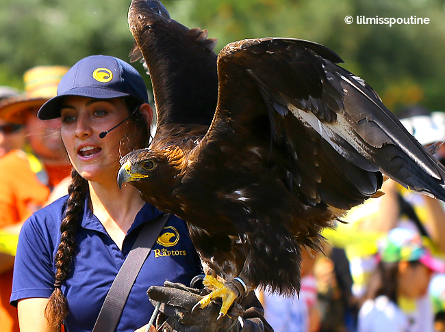 Golden-Eagle-with-Trainer