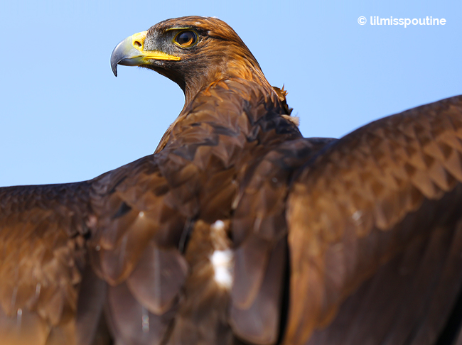 Golden-Eagle-with-Wings-Spread