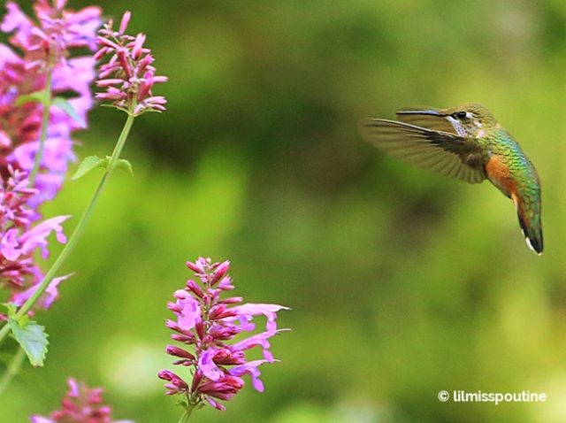 Rufous Hummingbird, female, hovering by Anise Hyssop 2