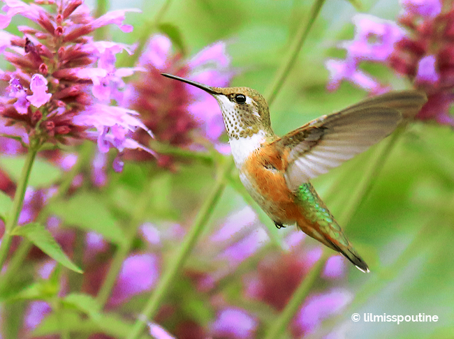 Rufous Hummingbird, female, hovering by Anise Hyssop