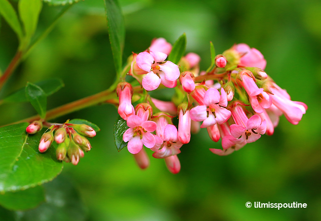 Small Pink Tubular Flowers