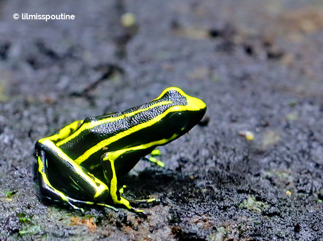 Yellow-Striped-Poison-Frog