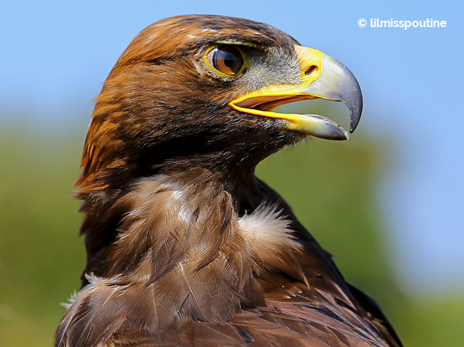 Golden-Eagle-Closeup