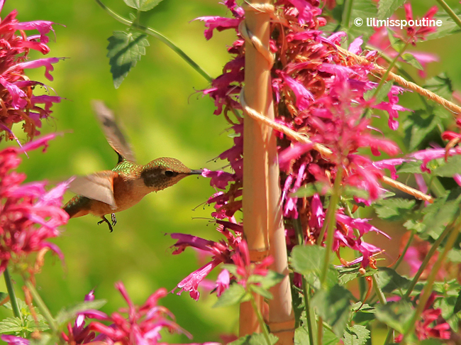 Rufous-Hummingbird-on-Anise-Hyssop