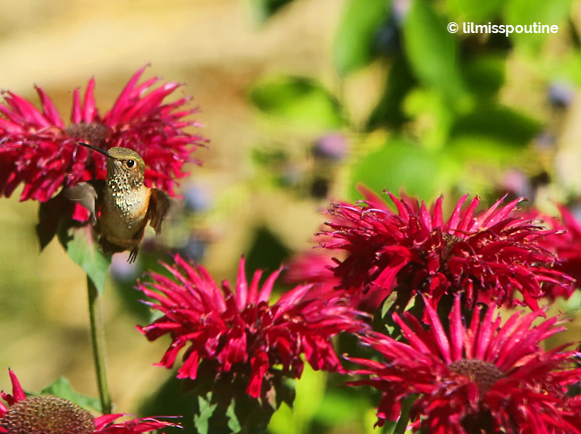 Rufous-Hummingbird-on-Bee-Balm2