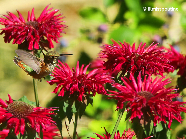 Rufous-Hummingbird-on-Bee-Balm3