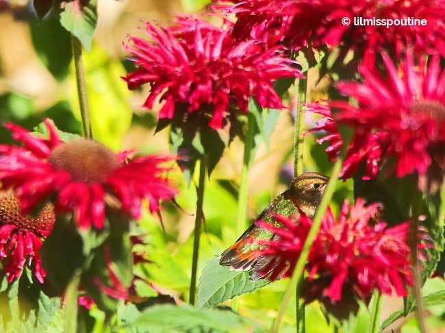 Rufous-Hummingbird-on-Bee-Balm5