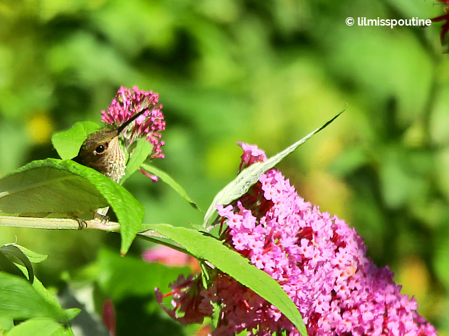 Rufous-Hummingbird-on-Butterfly-Bush1