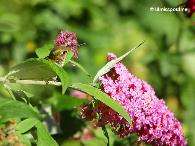 Rufous-Hummingbird-on-Butterfly-Bush2