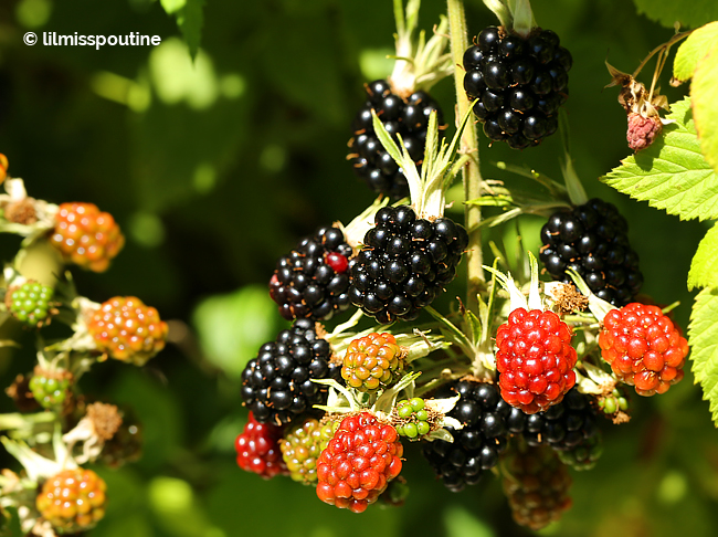 A-Bunch-of-Blackberries