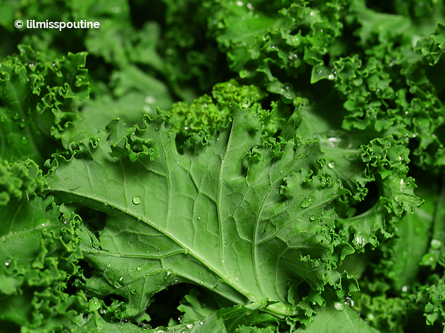 A-Closeup-of-Kale