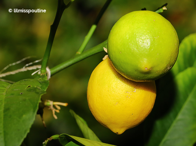 A-Pair-of-Lemons