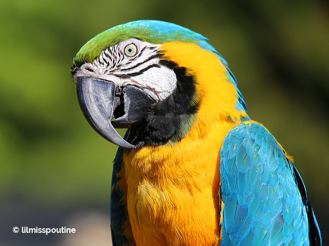 Blue-and-Gold-Macaw-up-Close1
