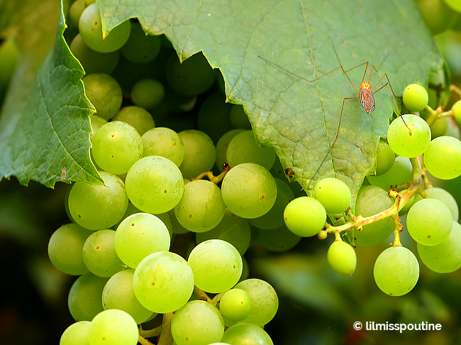 Grapes-with-Daddy-Longlegs