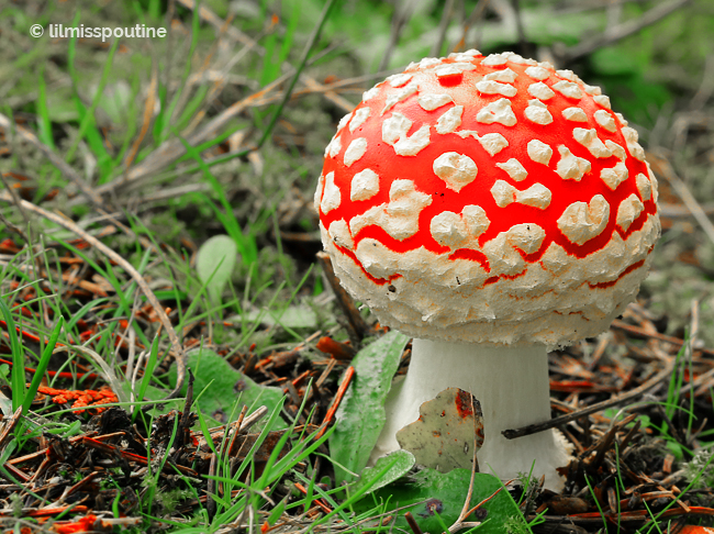 Teenager-Fly-Agaric