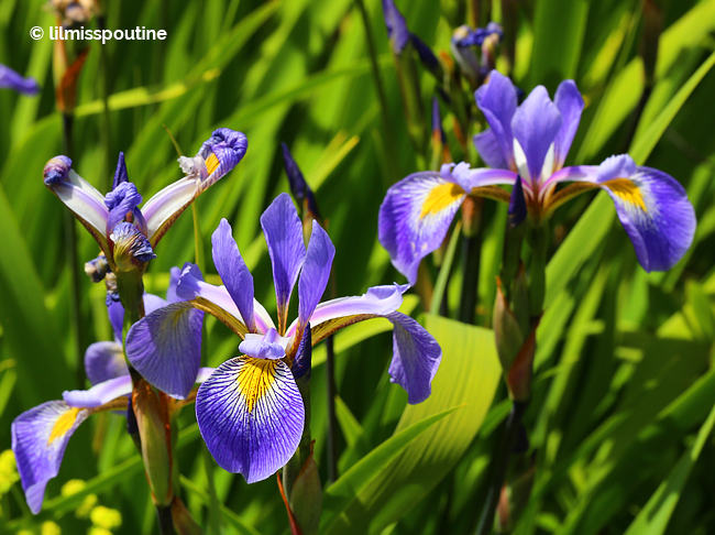 White-and-Purple-Iris