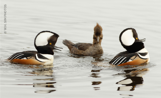 WHSIM-A-Trio-of-Hooded-Mergansers