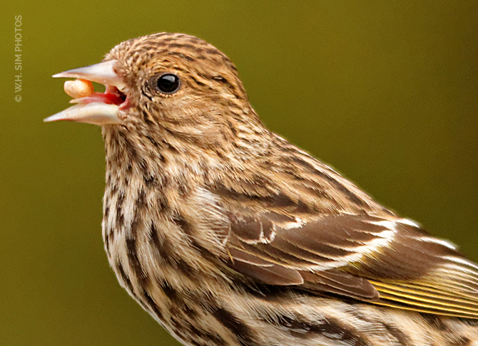 A Pine Siskin Sneaks in Some Seeds