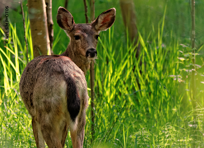 A Curious Black-Tailed Deer