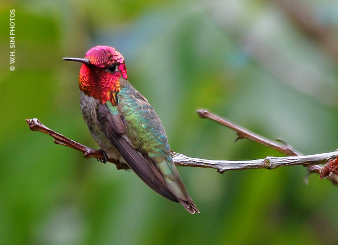 Male Anna's Hummingbird on the Plum Tree