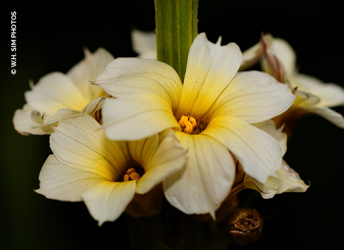 Closeup with Satin Flowers