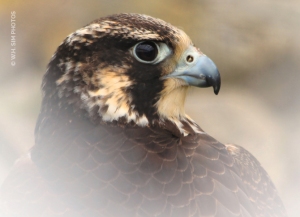 Vignetted Profile of a Peregrine Falcon