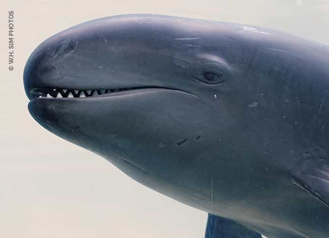 Closeup with Chester the False Killer Whale