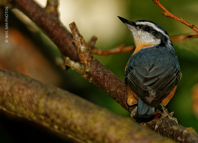 One Bold Red-Breasted Nuthatch