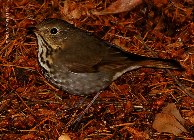 American Pipit in the Backyard