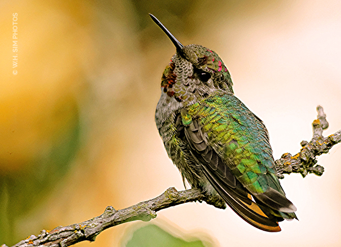 Young Male Anna's Hummingbird