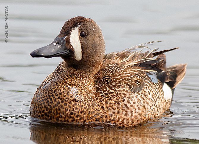 A Blue-Winged Teal Drake