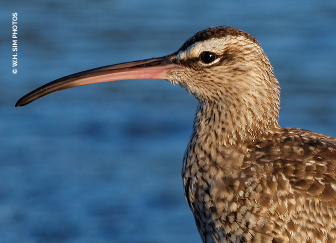 WHSIM-Whimbrel1