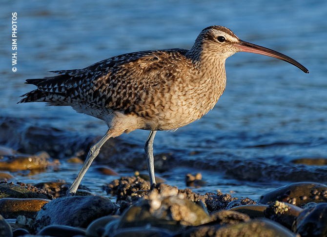 WHSIM-Whimbrel2