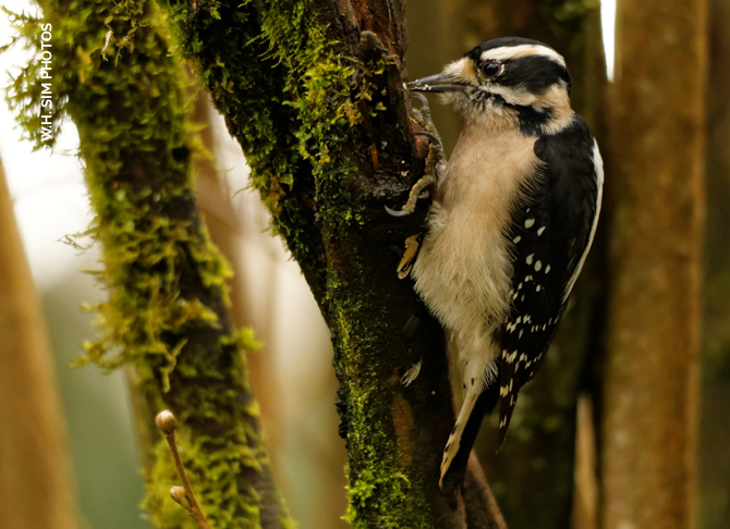 WHSIM-Female-Downy-Woodpecker-Piper-Spit.jpg