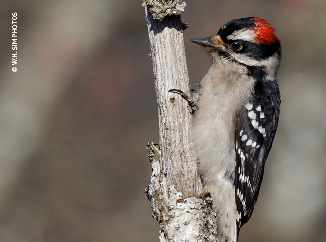WHSIM-Male-Downy-Woodpecker.jpg
